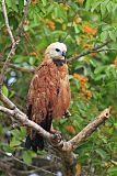 Black-collared Hawk